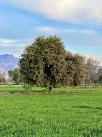 Beautiful Rural landscape with beautiful gradient evening sky at sunset. Green field and village photo