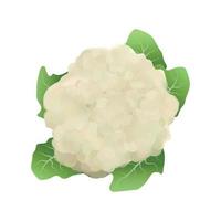 Vector illustration of Cauliflower