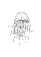 Jellyfish Illustration in Art Ink Style vector