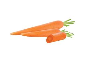 Vector illustration of Carrot
