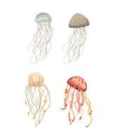 conjunto de medusas vector