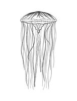 Jellyfish Illustration in Art Ink Style vector