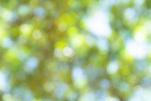 natural green bokeh abstract background,blurred textured photo