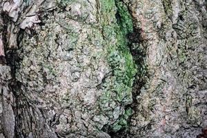 textura de árbol, corteza de un árbol foto