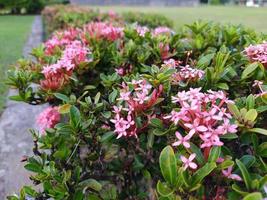 Ixora chinensis Lamk. Lovely pink flowers in the garden. photo