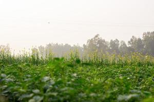 Mustard Beautiful flower - Nature yellow landscape flower photo