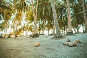 Coconut palms on a tropical island. Coconut palm trees, peaceful nature serene view. Tropical landscape beach, exotic island untouched beach scenery photo