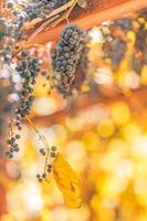 Vineyards at sunset in autumn harvest. Ripe grapes in fall. Blue grapes in a vineyard at sunset, sun rays and blurred natural background