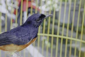 A photo of a stone magpie Copsychus malabaricus is sunbathing and perched on a twig in a cage