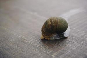 Photo of a walking golden apple snail on a wooden surface