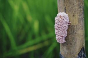 Photo of a golden apple snail spawn egg at a twig in a rice field.