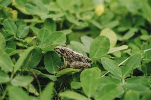 A photo of Fejervarya limnocharis or Asian grass frog or rice field frog