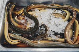 Anguila cortada cruda recién limpiada con hielo en el mercado. foto