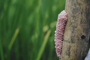 Photo of a golden apple snail spawn egg at a twig in a rice field.