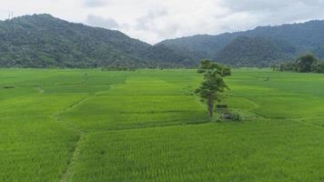 una vista alta de los árboles en medio de los campos de arroz foto