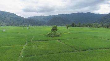 una vista alta de los árboles en medio de los campos de arroz foto