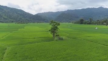 una vista alta de los árboles en medio de los campos de arroz foto