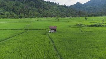 vista de ángulo alto de la cabaña del campo de arroz foto