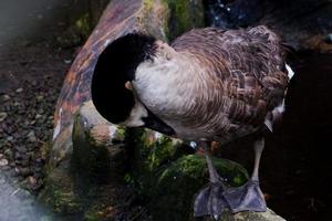 Selective focus of Canadian geese swimming in the pond. photo