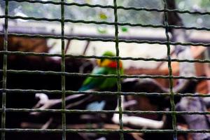 Selective focus of mossy cages containing elder brother birds. photo