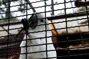 enfoque selectivo de los loros eleonora comiendo habichuelas en sus jaulas. foto