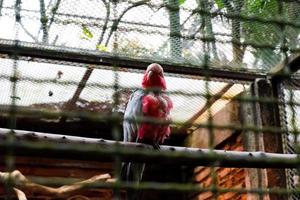 Selective focus of the rose-chested cockatoo perched in its cage. photo