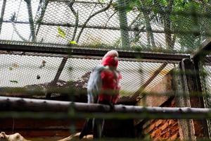 Selective focus of the rose-chested cockatoo perched in its cage.