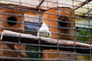 un loro eleonora posado en su jaula mientras limpia sus plumas. foto