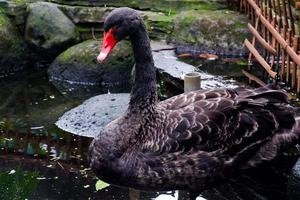 Selective focus of black swans swimming in the pond. photo