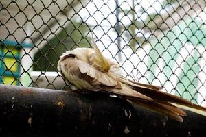 Selective focus of cockatiel birds that are cleaning their feathers. photo