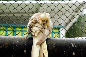 Selective focus of cockatiel birds that are cleaning their feathers. photo