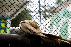 Selective focus of cockatiel birds that are cleaning their feathers. photo