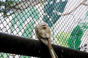 Selective focus of cockatiel birds that are cleaning their feathers. photo