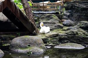 Selective focus of white ducks that are on the edge of the pond photo