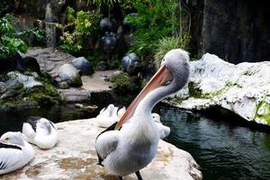 Selective focus of pelicans on the edge of the pond photo