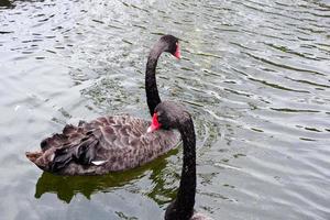 Selective focus of black swans swimming in the pond. photo