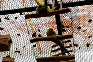 Selective focus of cockatiel birds dangling in their cages. photo