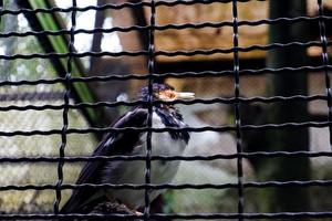 Selective focus of starlings standing in their cages. photo