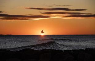 Sea Bird Sihouette photo