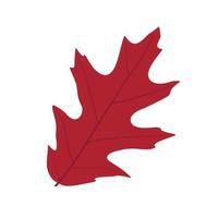 autumn red leaf vector