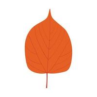 autumn orange leaf vector
