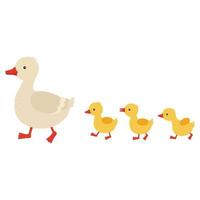 Mother duck and ducklings. vector