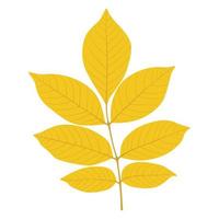 autumn ash leaf vector