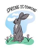 Cute hand drawn grey rabbit on the grass with crocuses and lettering spring is coming. Vector isolated illustration, cartoon flat character. Template for greeting card, crafting. Children print design