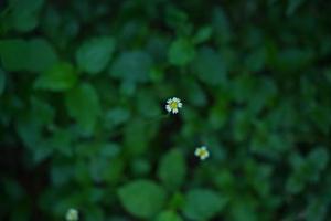 Blossom Shaggy soldier Flower photo