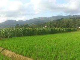 The paddy field with mountain view photo