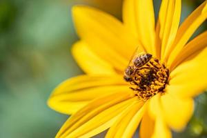 Spring blossom background. Beautiful nature scene with blooming yellow flower and sun flare. Sunny day spring summer flowers. Abstract blurred nature background. Artistic sunlight, peaceful nature photo