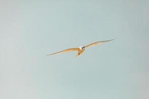 gaviotas volando en un cielo despejado, libertad animal conceptual foto