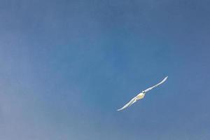 Seagulls flying on a clear sky, freedom animal conceptual photo