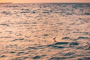 Splashing dolphin fin at sunset or at sunrise, dolphins in the Indian ocean photo